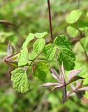 Thalictrum sparsiflorum. Лист и плоды. Якутия (Саха), Нерюнгринский р-н, окр. пос. Чульман, берег руч. Китаянка. 19.07.2012.