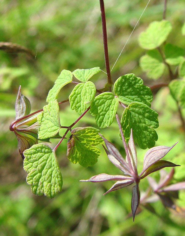 Изображение особи Thalictrum sparsiflorum.