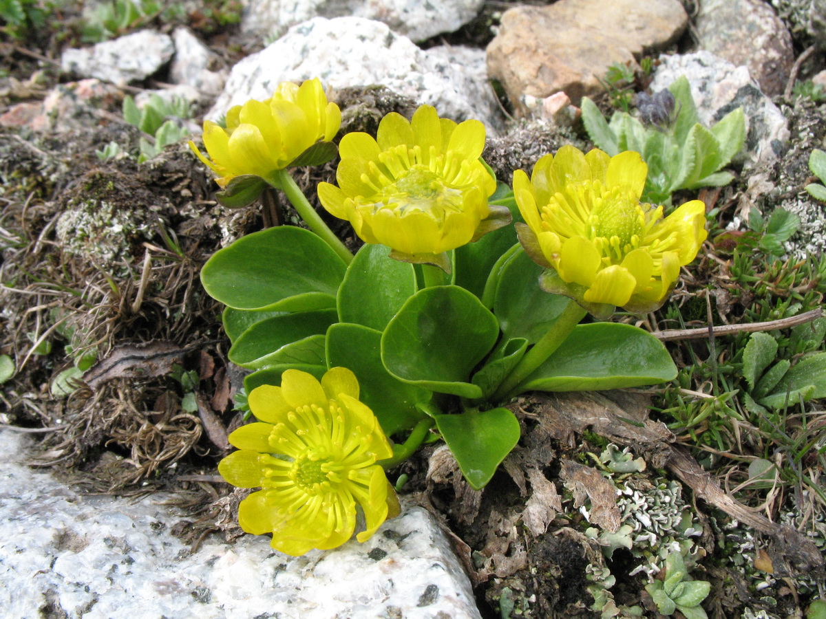 Image of Oxygraphis glacialis specimen.