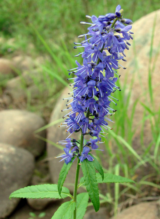 Изображение особи Veronica longifolia.