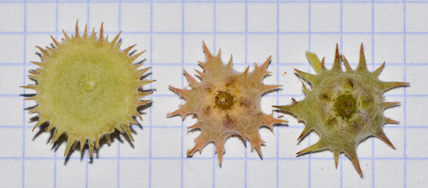 Image of Neurada procumbens specimen.