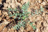 Astragalus commixtus