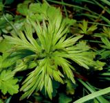 Delphinium schmalhausenii