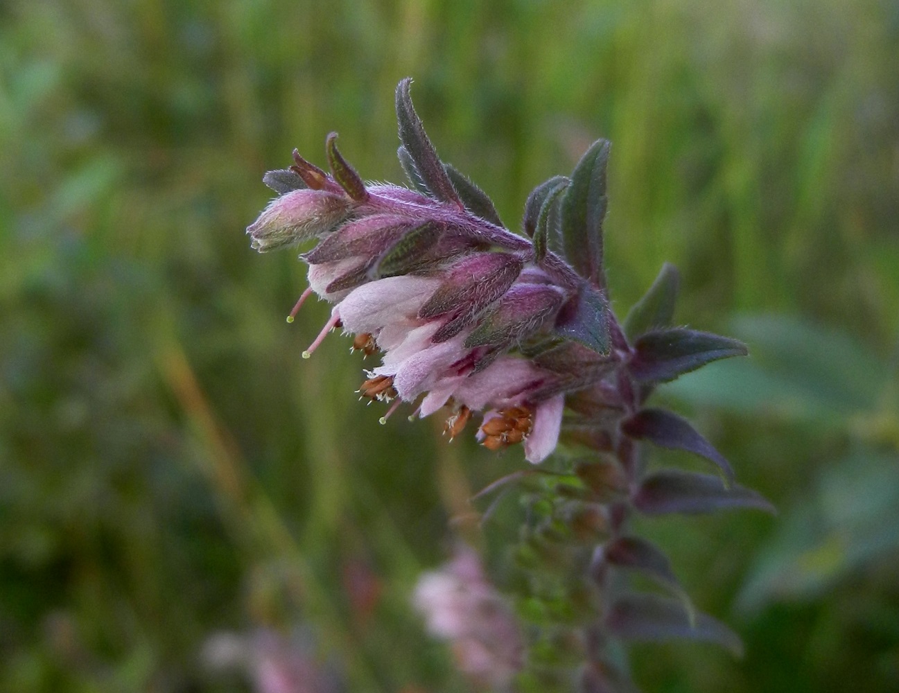 Изображение особи Odontites vulgaris.