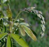 Laburnum anagyroides