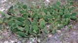 Opuntia humifusa