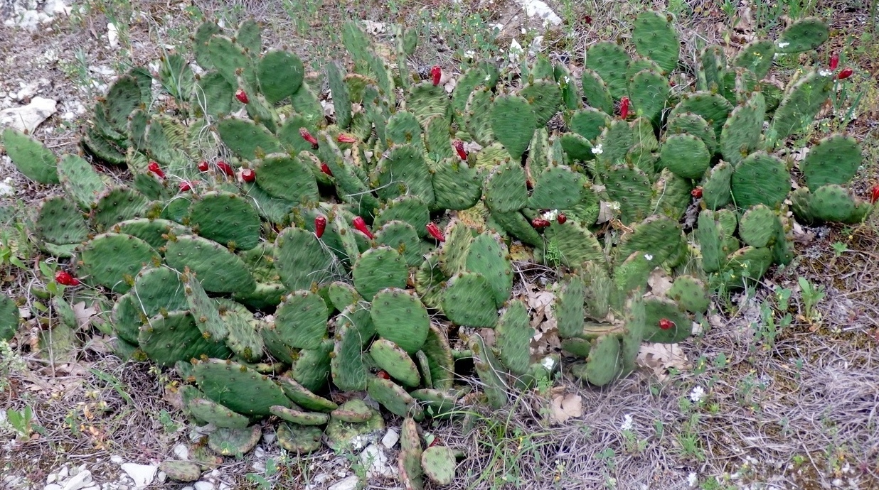 Image of Opuntia humifusa specimen.