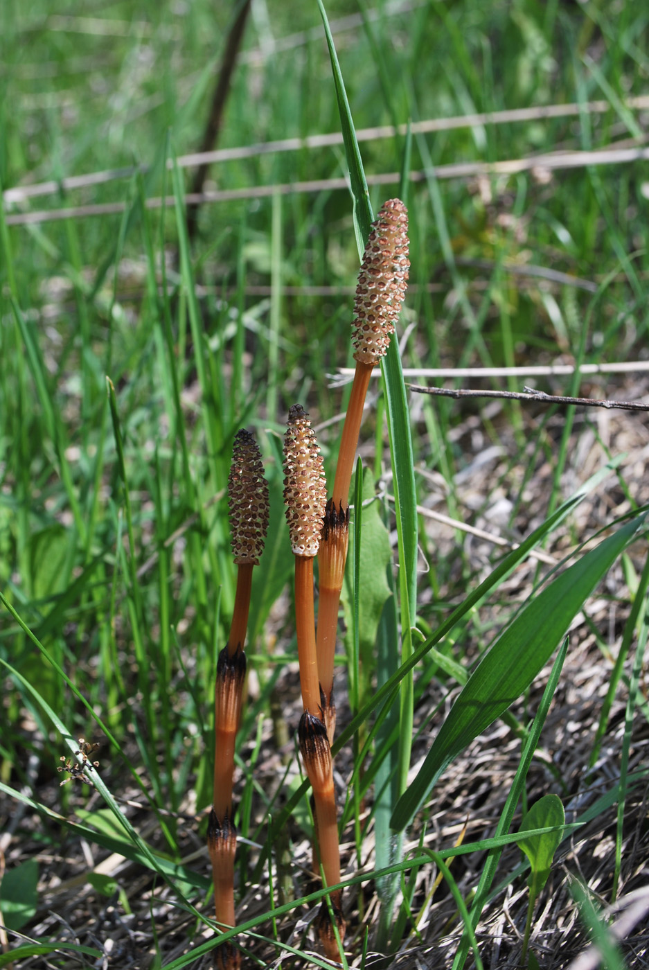 Изображение особи Equisetum arvense.