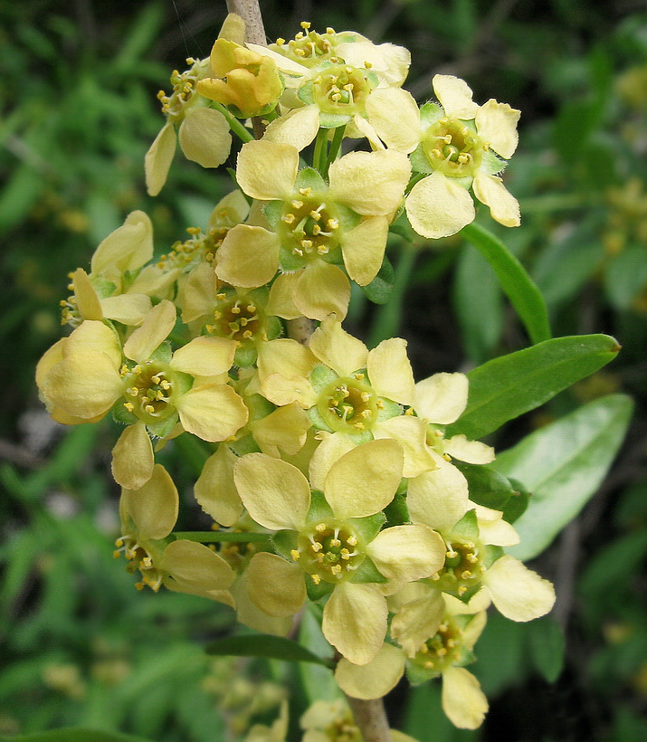Image of Prinsepia sinensis specimen.
