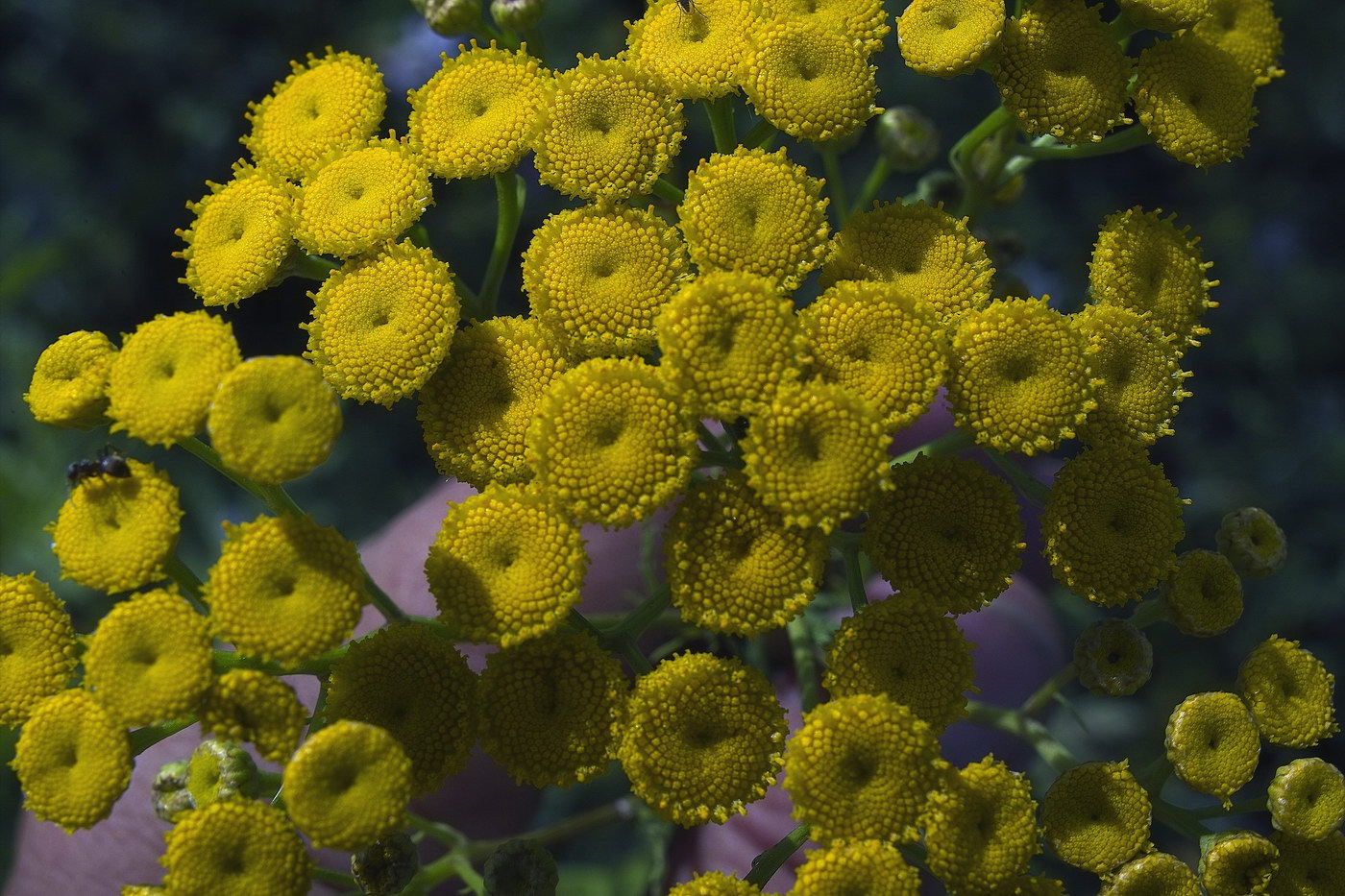 Изображение особи Tanacetum vulgare.