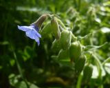 Pulmonaria mollis