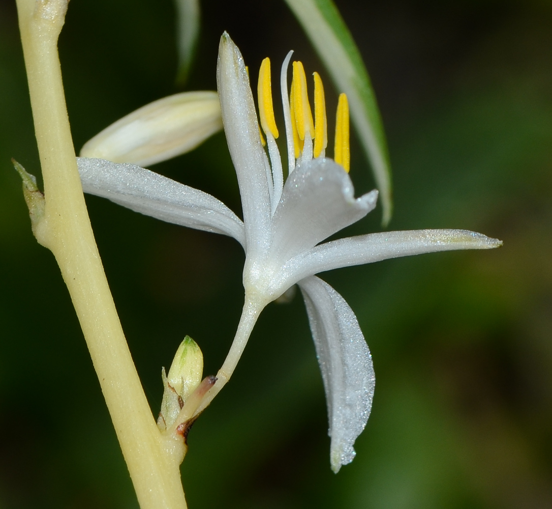 Изображение особи Chlorophytum comosum.