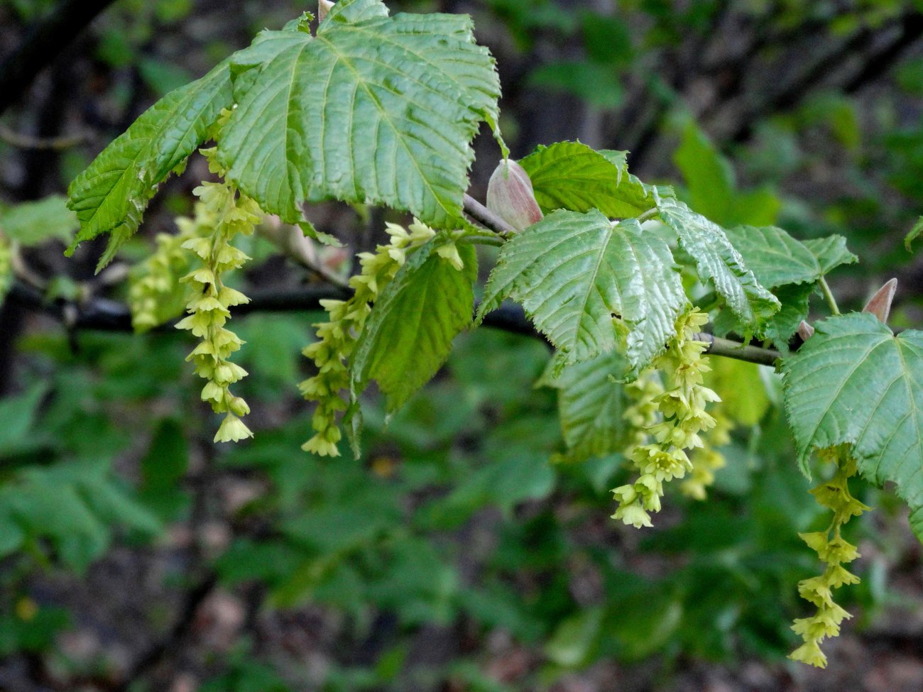 Image of Acer tegmentosum specimen.