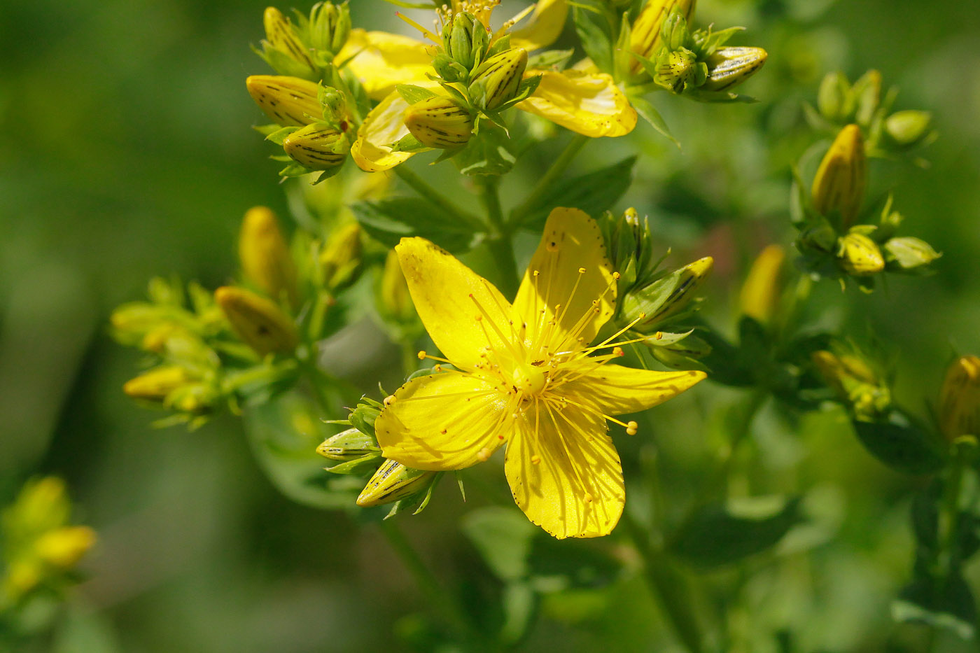 Изображение особи Hypericum perforatum.