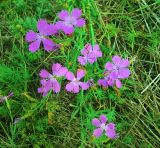 Dianthus versicolor