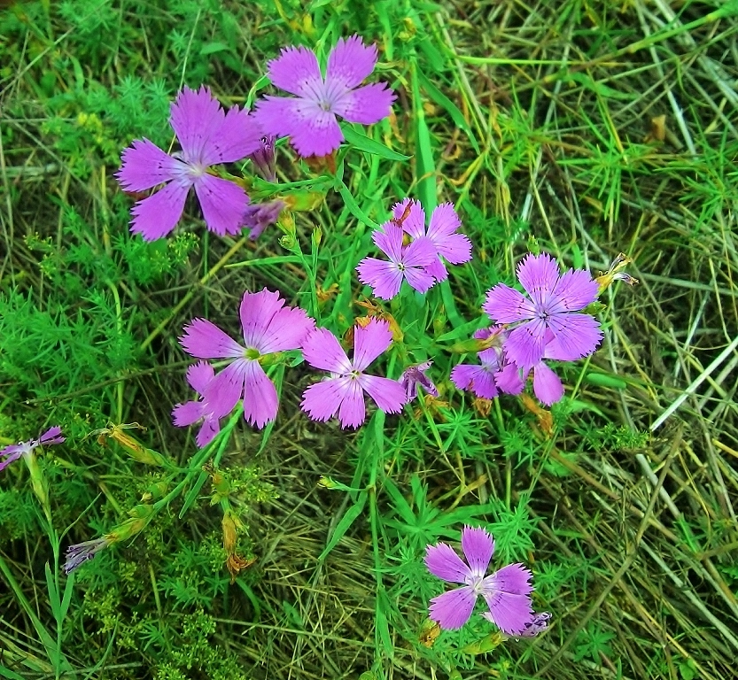 Изображение особи Dianthus versicolor.