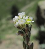 Draba stylaris