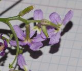 Matthiola fruticulosa variety bolleana. Соцветие с бутоном, цветками, отцветшим цветком и плодом. Испания, автономное сообщество Канарские острова, остров Фуэртевентура, провинция Лас Пальмас, муниципалитет Ла Олива, северные окр. пос. Эль Котильо, восточнее пояса дюн, у заброшенной дороги. 13.03.2016.