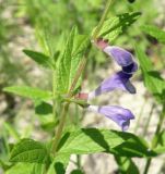 Scutellaria galericulata. Верхушка цветущего растения. Беларусь, Гомельский дворцово-парковый комплекс. 07.08.2016.