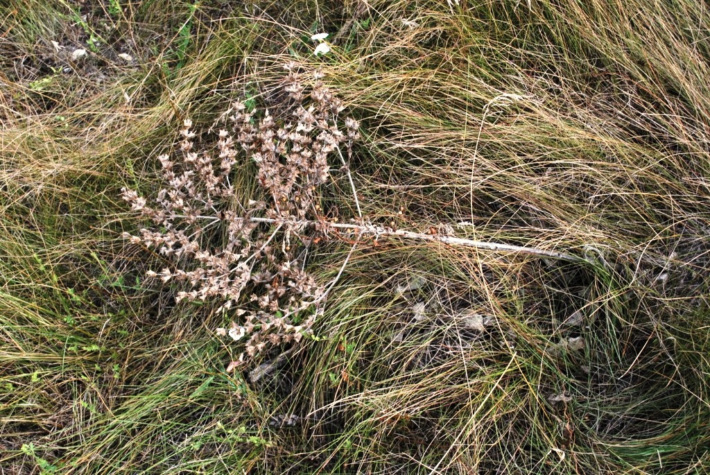 Изображение особи Salvia aethiopis.