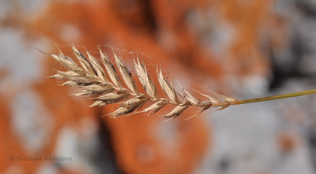 Изображение особи Agropyron kazachstanicum.