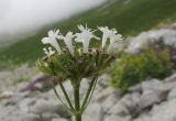 Valeriana alpestris