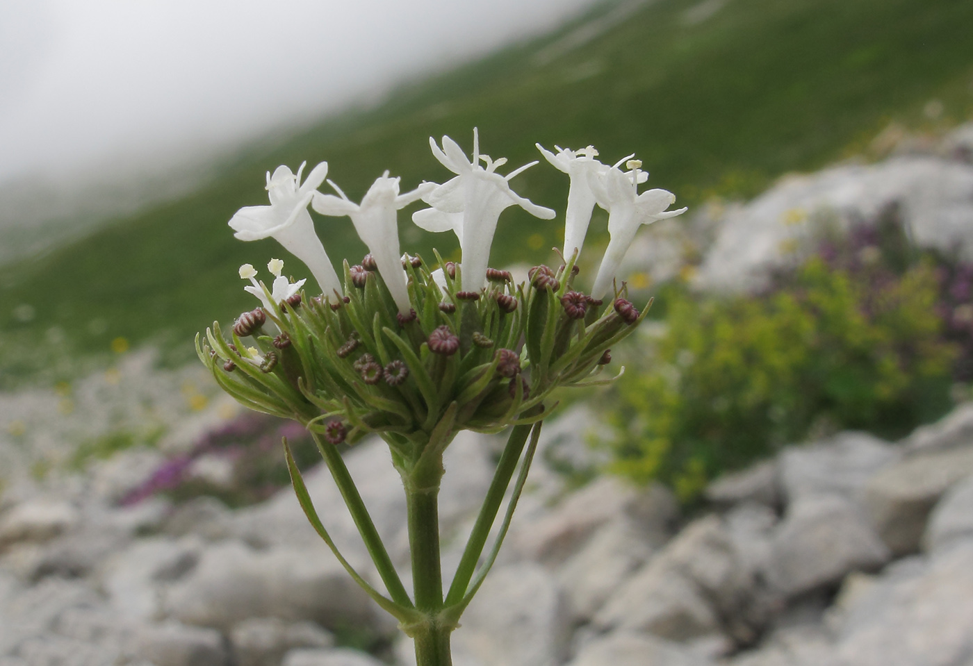 Изображение особи Valeriana alpestris.