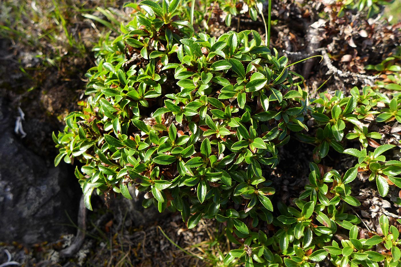 Image of Salix tschuktschorum specimen.