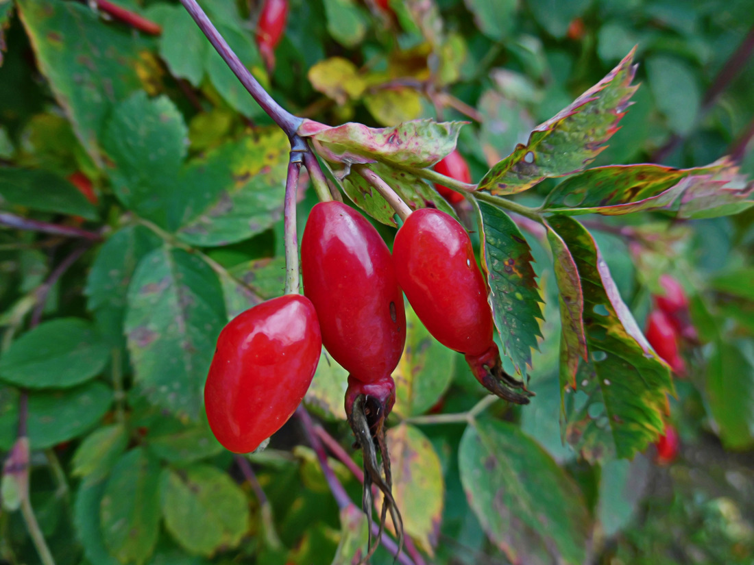 Изображение особи Rosa cinnamomea.