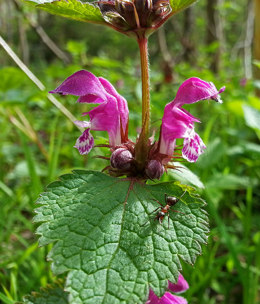 Изображение особи Lamium maculatum.