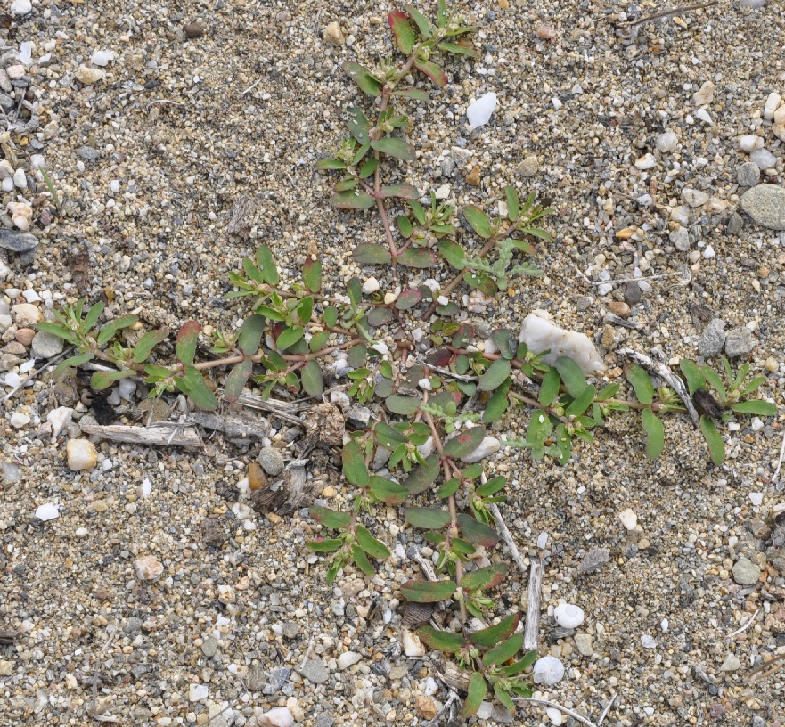 Image of genus Euphorbia specimen.