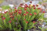 Rhodiola coccinea. Растение с завязавшимися плодами. Казахстан, Алматинская обл., Заилийский Алатау, ущ. Горельник, чуть выше моренных озёр, 3400 м н.у.м. 29.08.2016.