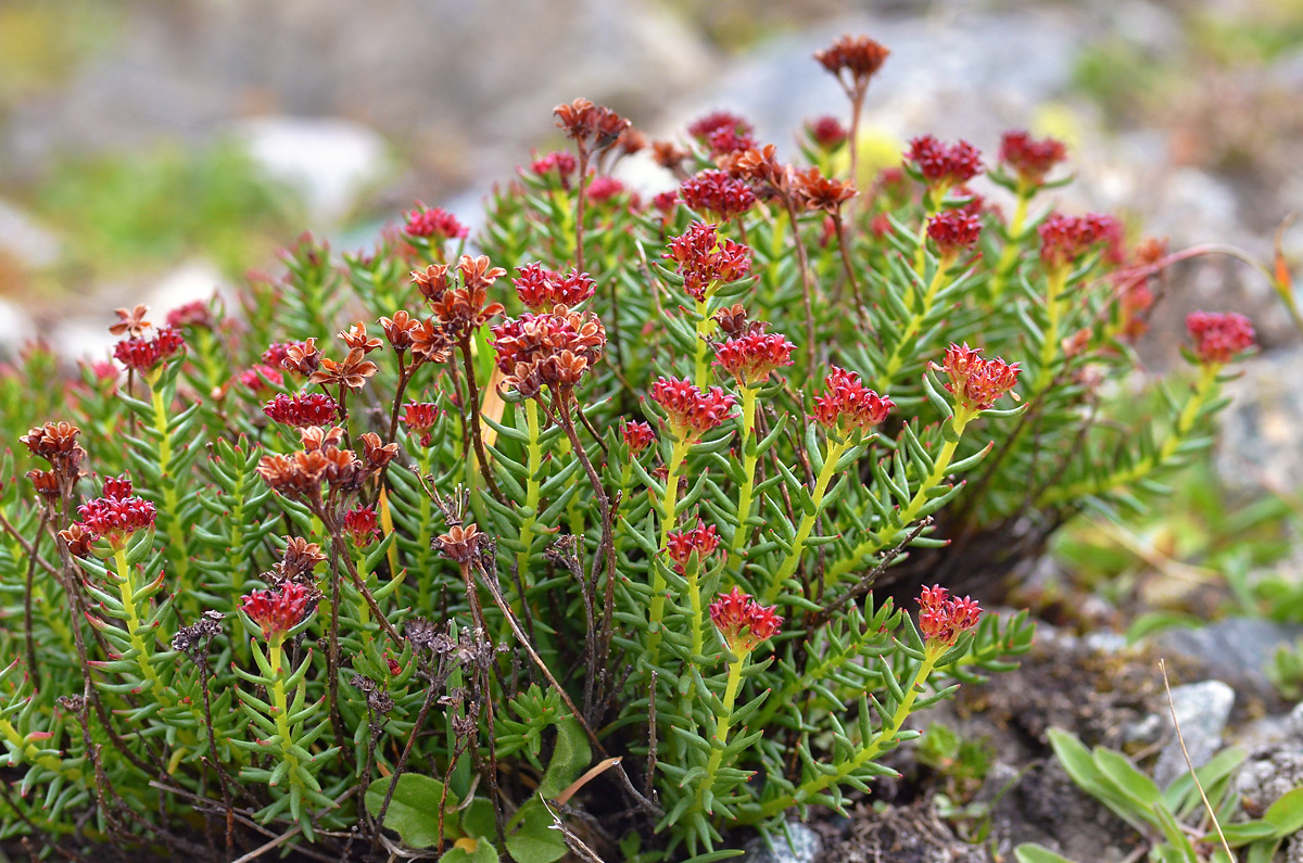 Изображение особи Rhodiola coccinea.