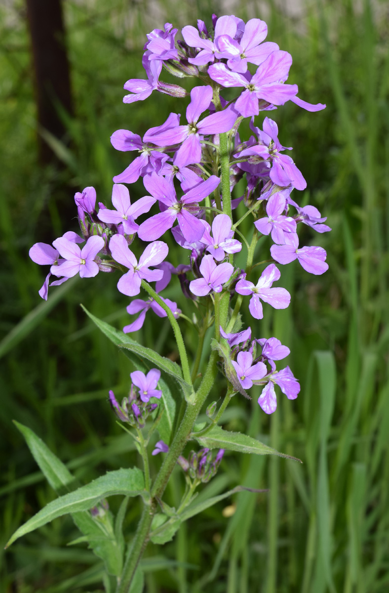 Изображение особи род Hesperis.