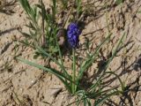 Muscari leucostomum