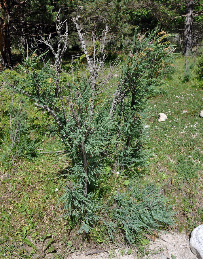 Изображение особи Myricaria bracteata.