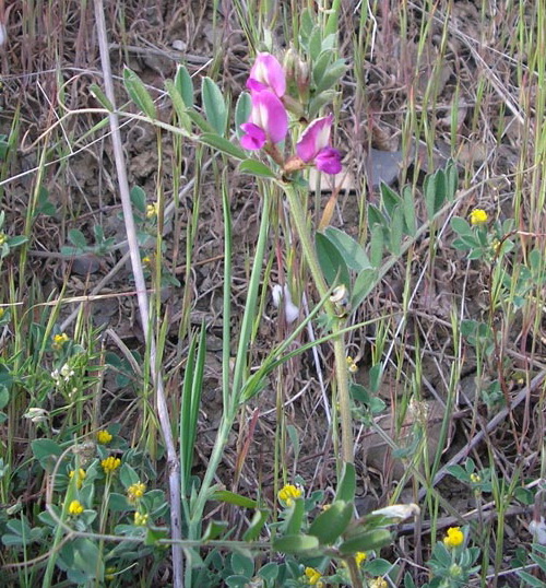 Изображение особи Vicia sativa.