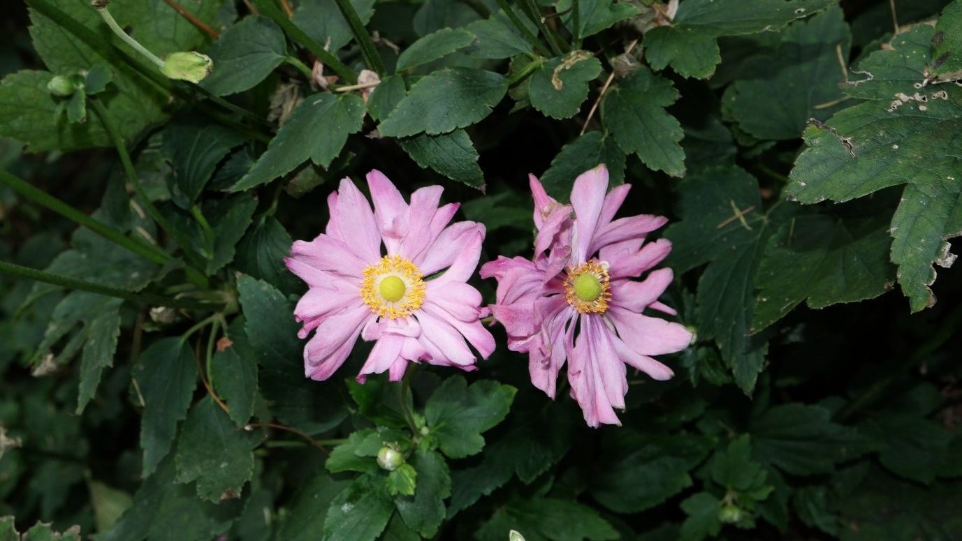 Изображение особи Anemone hupehensis.