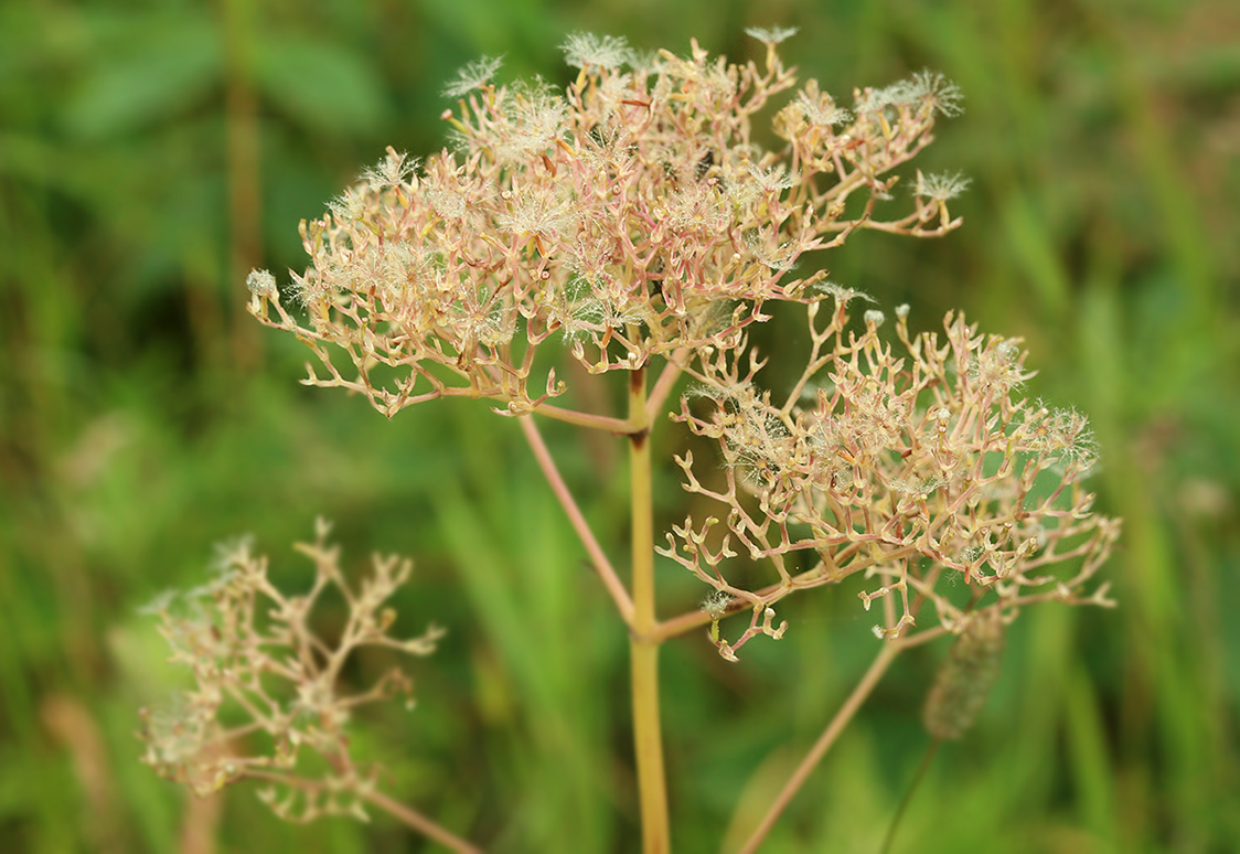 Изображение особи Valeriana coreana.