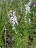 Veronica pinnata