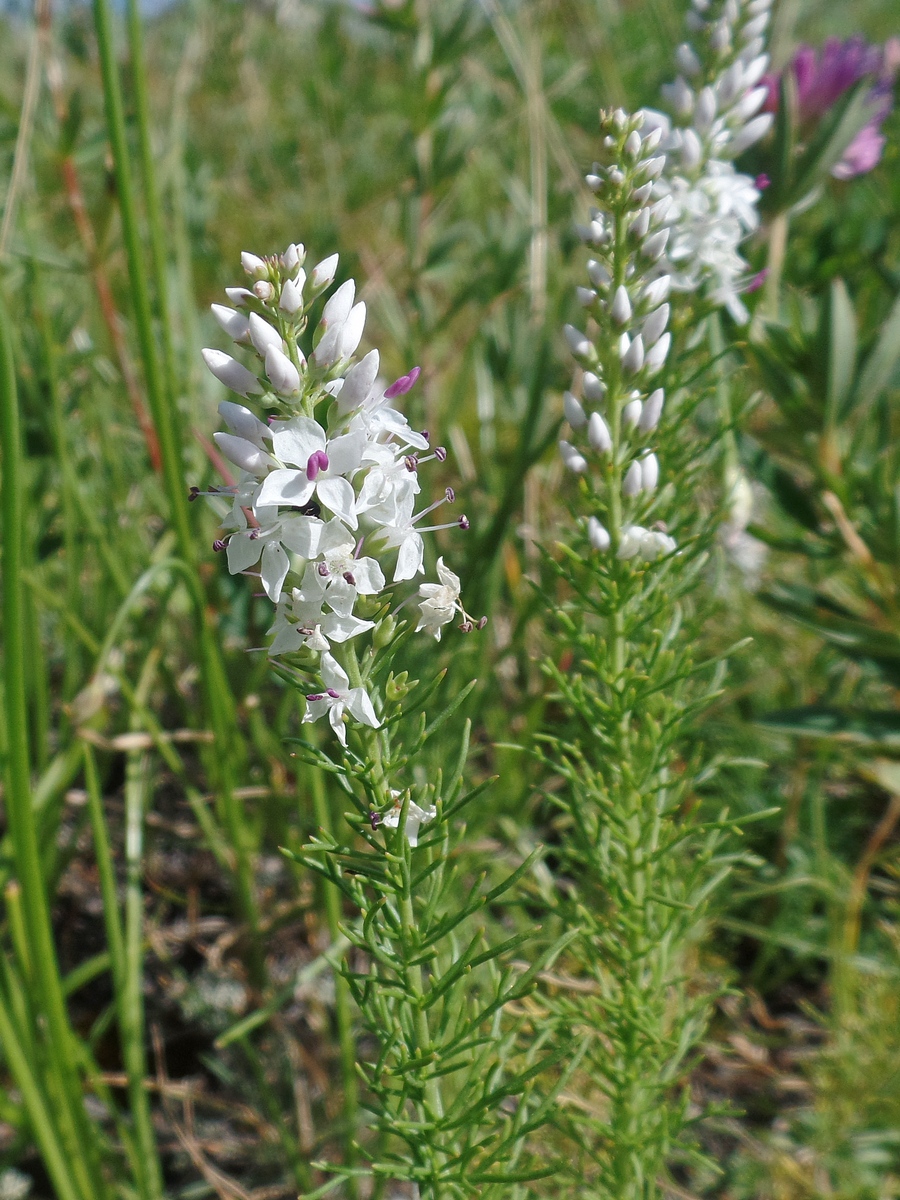 Image of Veronica pinnata specimen.