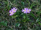Primula nutans