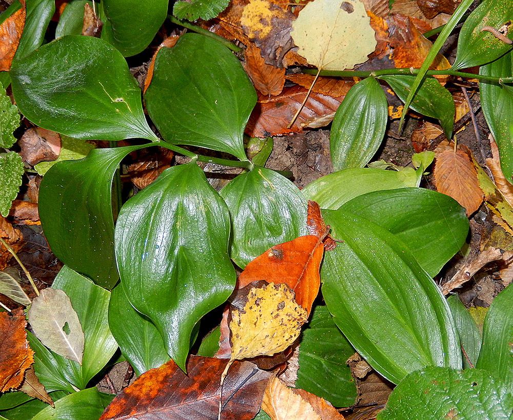 Image of Ruscus colchicus specimen.