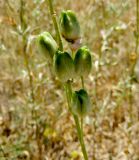Ornithogalum ponticum