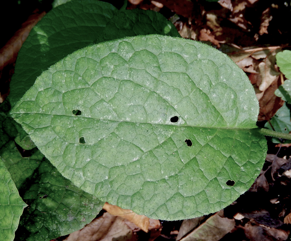Изображение особи Trachystemon orientalis.