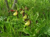 Cypripedium calceolus