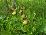 Cypripedium calceolus