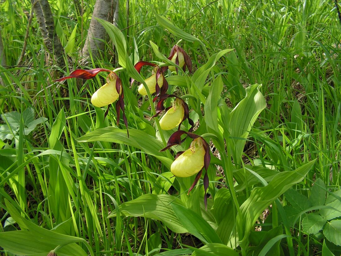 Изображение особи Cypripedium calceolus.