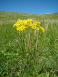 Senecio jacobaea. Цветущее растение. Ульяновская обл., Карсунский р-н, окр. с. Теньковка, гряда мергелисто-меловых склонов к р. Урень и её правому притоку к северу и востоку от села. 7 июля 2015 г.