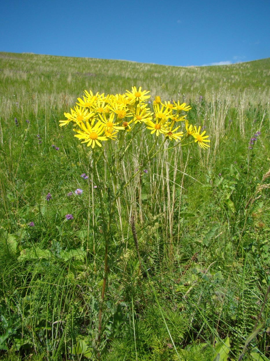 Изображение особи Senecio jacobaea.